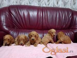 Maltipoo stenci